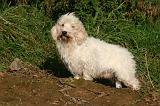 PTIT BASSET GRIFFON V.  003